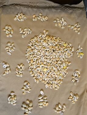 Cowrie Shell Mix - Natural Beige Shells